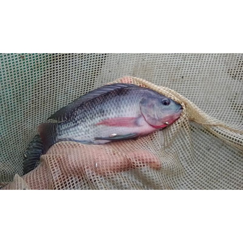 ikan nila gesit 4 ekor calon indukan