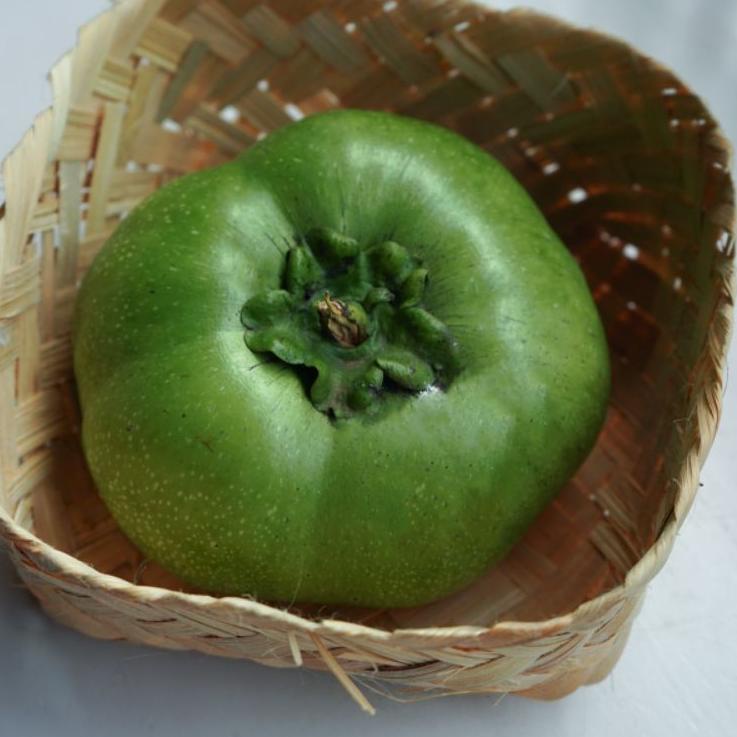 

(PROMO A7759) Buah giant black sapote ❄