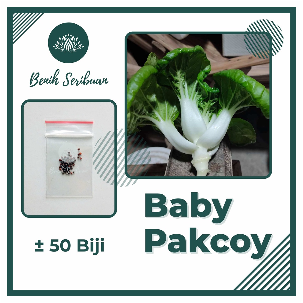 TERMURAH Bibit Sayuran Benih Sayur Paket Lengkap Tanaman Hidroponik Kangkung Bayam Cabe Sawi Unggul-SAWI BABY PAKCOY