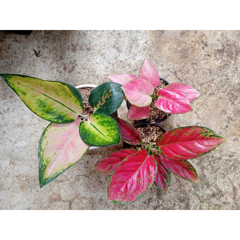 aglonema pink catrina,red venus menor,kocin