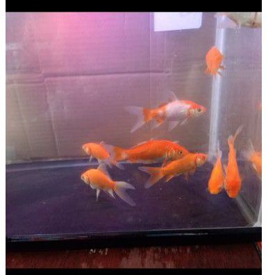 

Ikan komet grab/gojek only