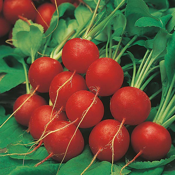 BENIH LOBAK MERAH RADISH SCARLET GLOBE ECER 10 BIJI bibit lobak merah import f1 fothergills