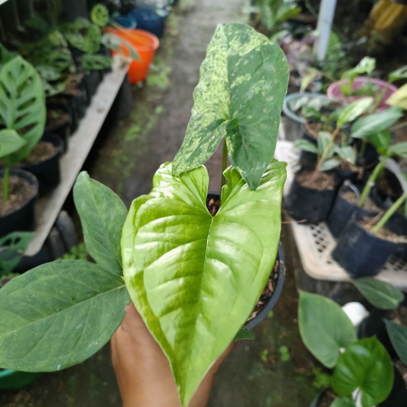 Tanaman Syngonium mojito (Khusus P.Jawa dan Bali)