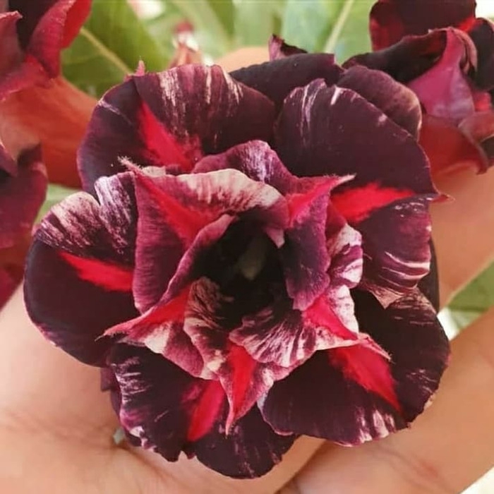 

promo Bibit bunga kamboja adenium mah bie mantull