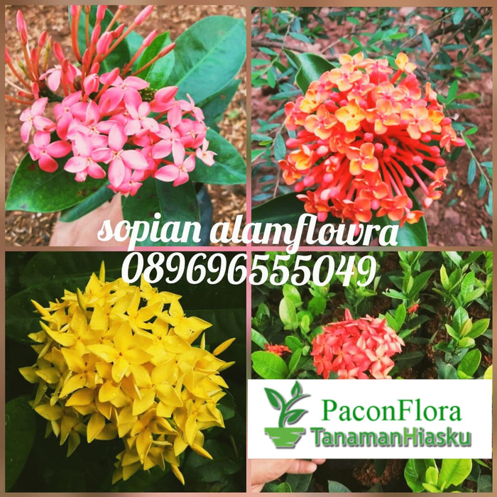 tanaman hias asoka - soka hawai - soka violet - soka siantan
