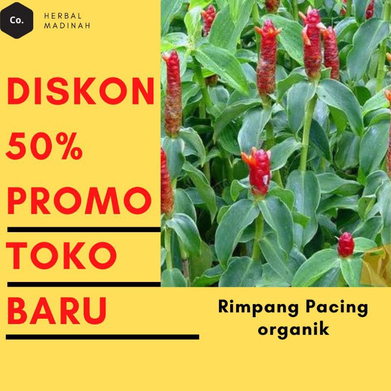 

Umbi daun batang bunga pacing segar organik super murah