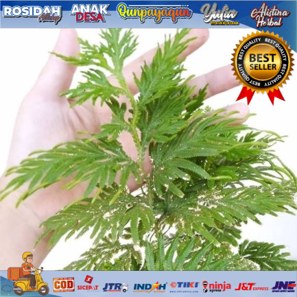 

CAKAR AYAM RAMUAN HERBAL BERAGAM MANFAAT
