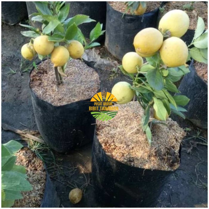 Jeruk Lemon Non Biji berbuah