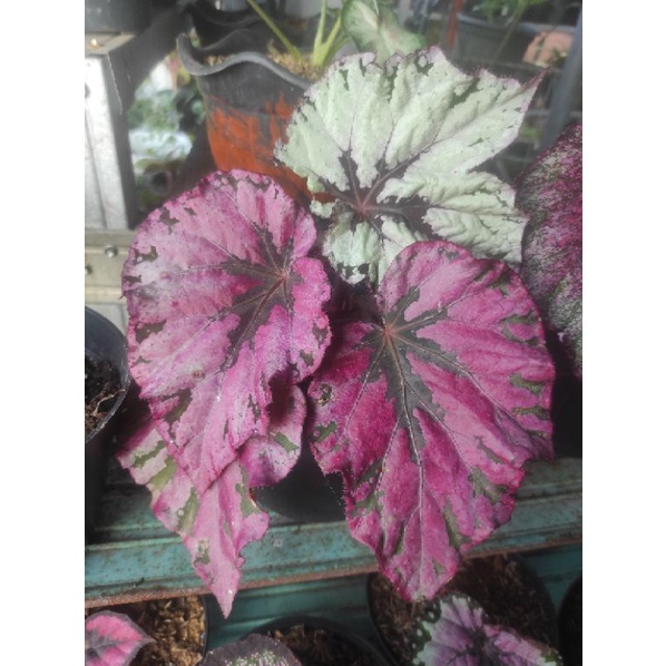 Begonia rex/begonia karpet/begonia keong/macam-macam begonia/begonia pelangi/begonia tapak macan