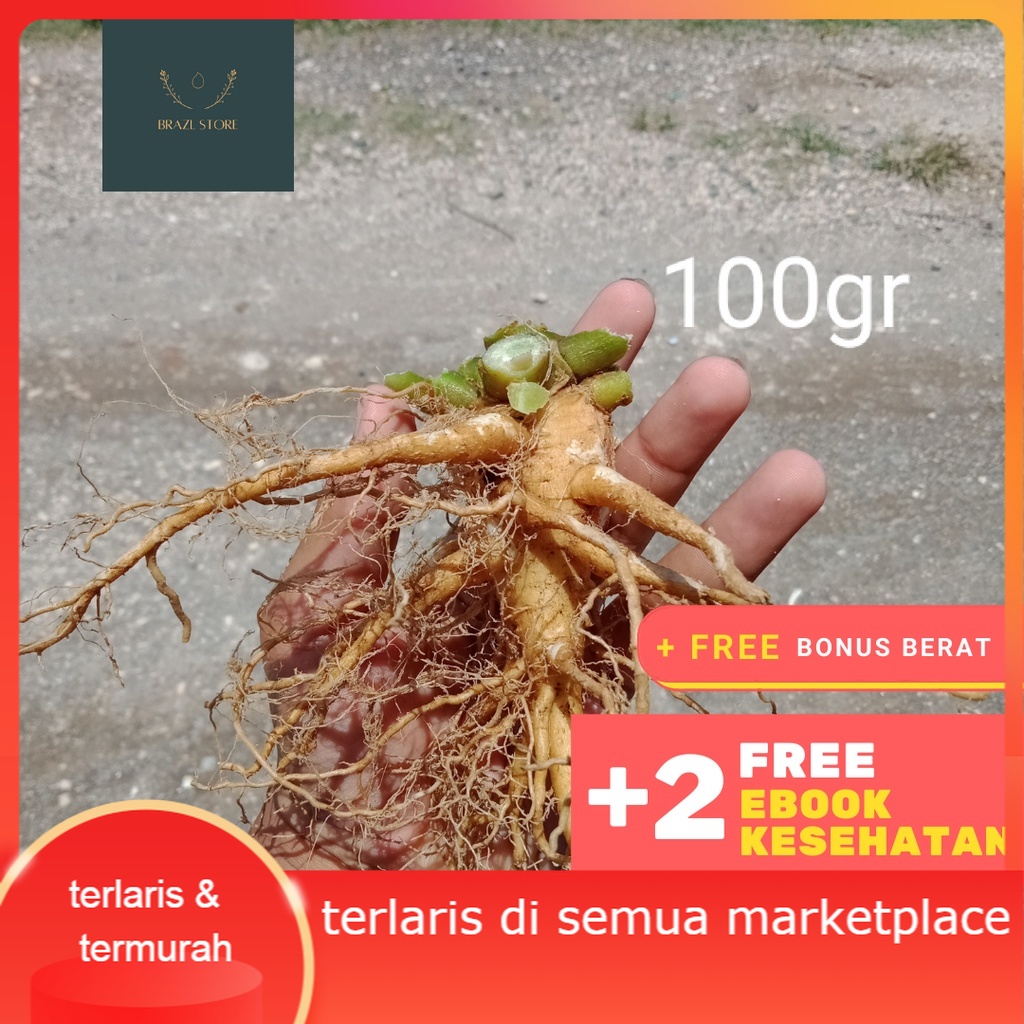 GINGSENG / GINSENG JAWA tanaman obat herbal energi akar merah korea murah asli segar cod tradisional
