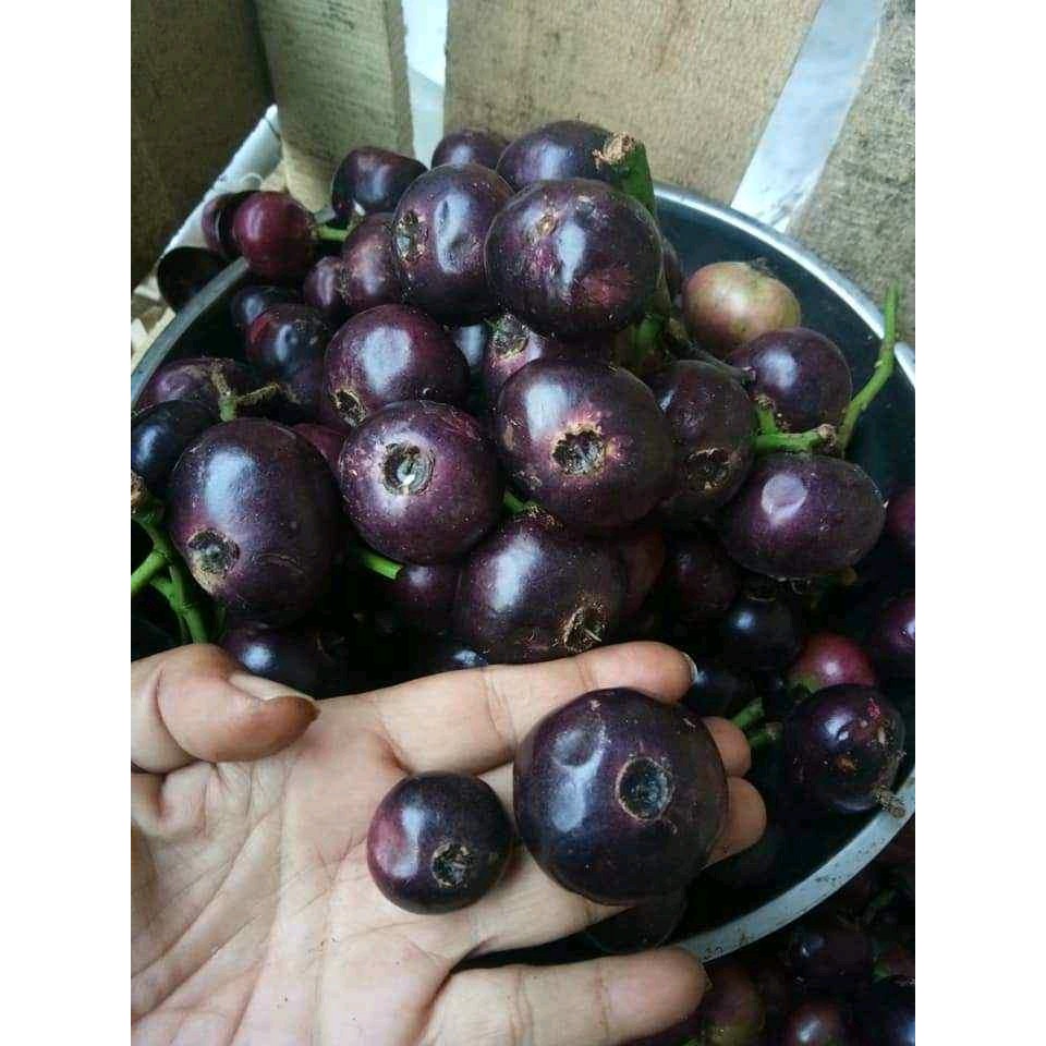 

Buah gowok/kupa obat diare dan jerawat/1kg