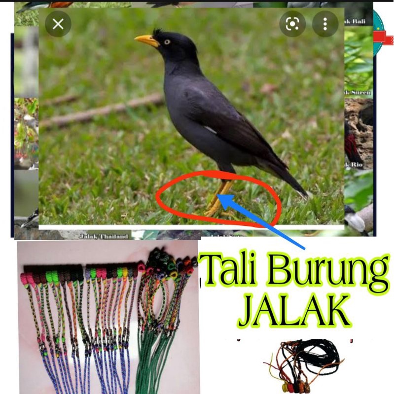 Tali Kaki Burung Jalak Bahan Kuat Awet Panjang 30cm