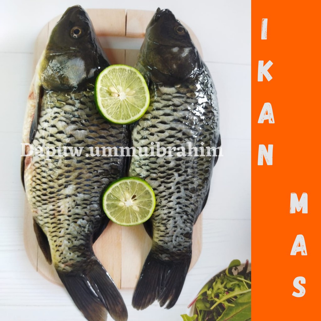 

Ikan Mas Segar Siap Goreng