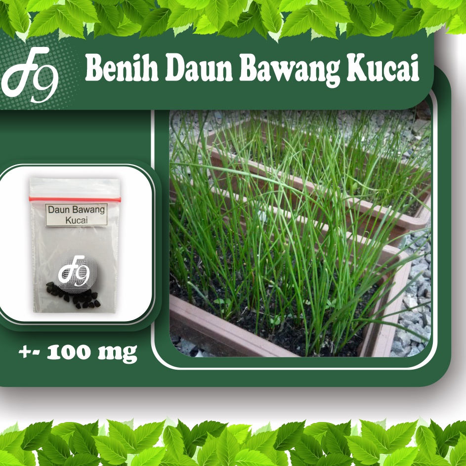 Benih Bibit Daun Bawang Kucai Murah Repack Seribuan