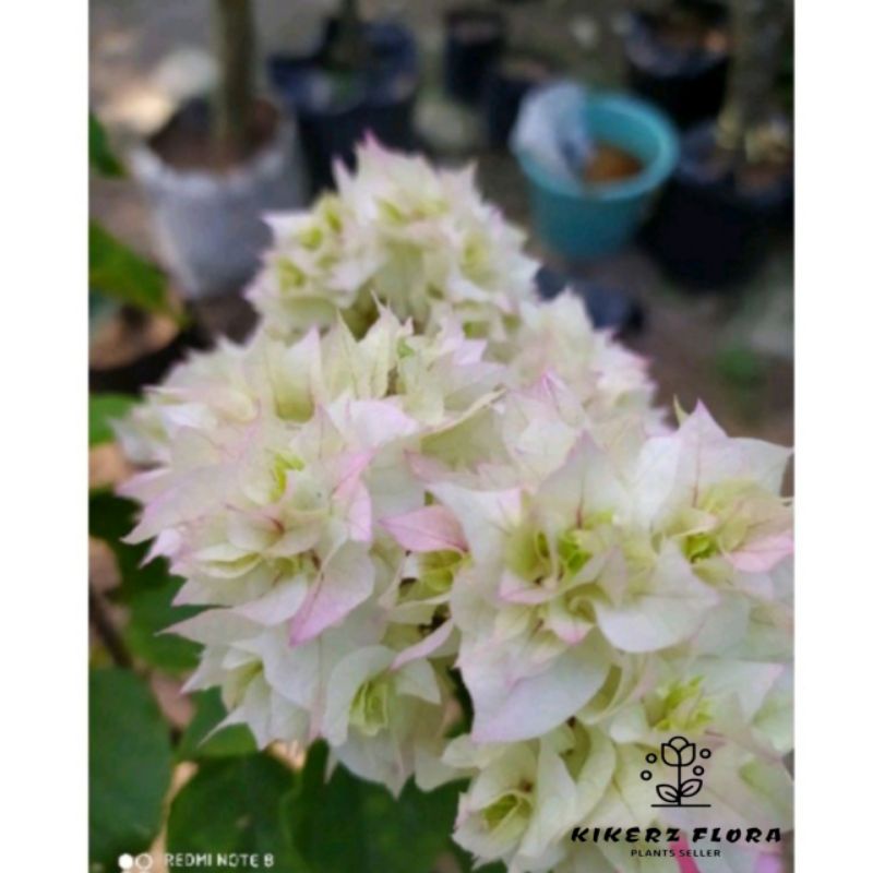 TANAMAN HIAS BUGENVIL BUNGA KERTAS//WHITENING