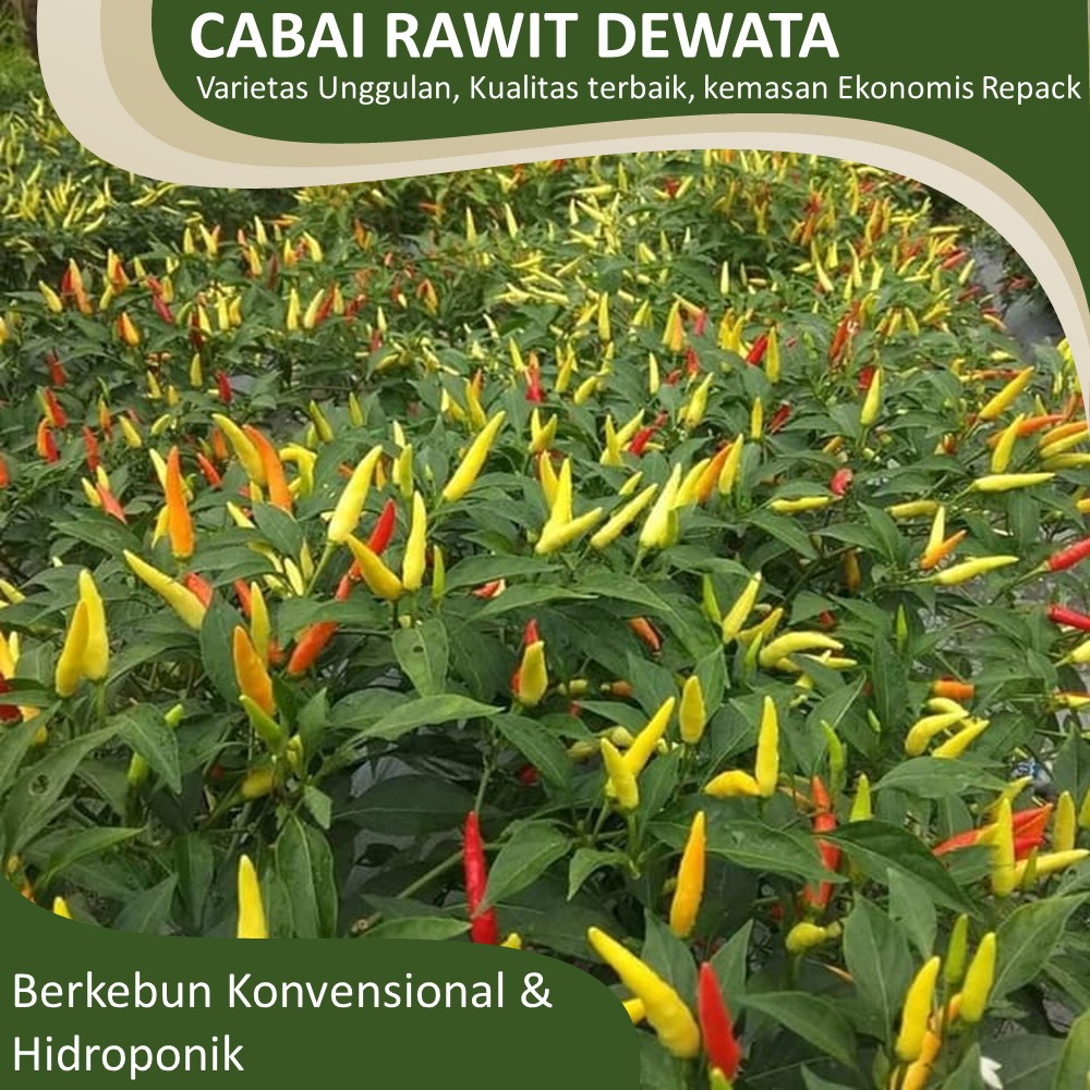 Benih Cabai Rawit Dewata