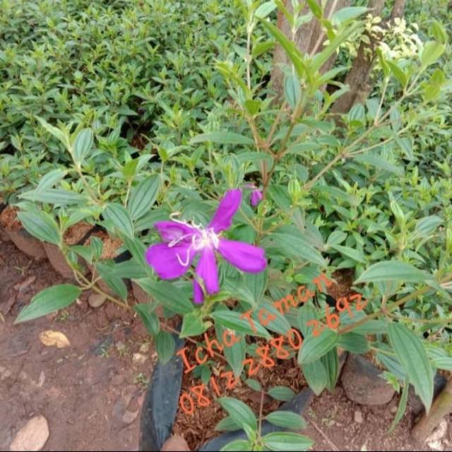 Pohon Senggani Bunga Ungu - Bibit Tanaman Pohon Bunga Senggani