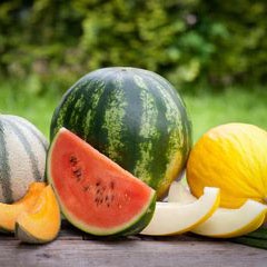 Bibit Benih Biji Buah Semangka Merah - Biji Tanaman Pohon Semangka Merah - Bibit Buah Semangka - COD