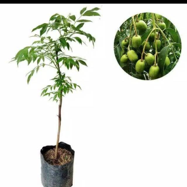 Bibit dondong/kedondong super jumbo