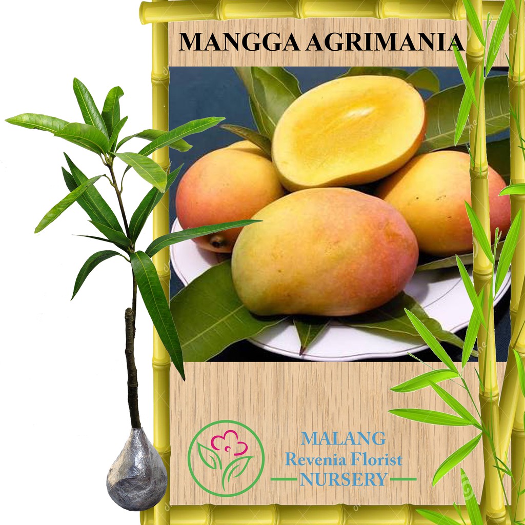 Jual Tanaman Mangga Agrimania Tinggi Cm Shopee Indonesia