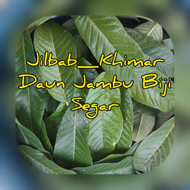 

DAUN JAMBU BIJI SEGAR