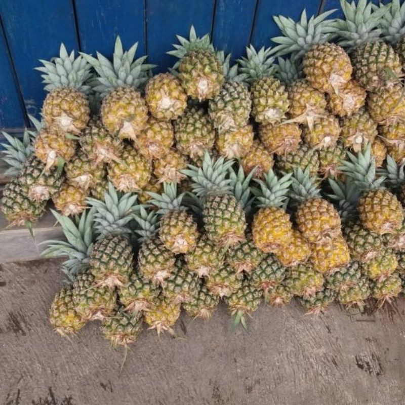 

Nanas Batu paket5pcs