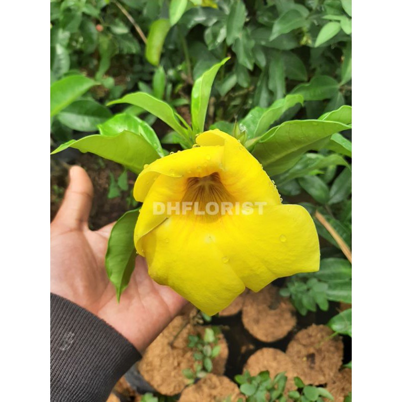 Bunga alamanda kuning