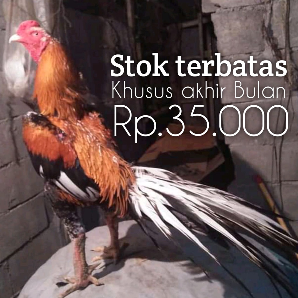 ayam bangkok ekor lidi telur fertil asli super panjang