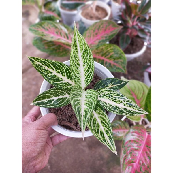 Aglaonema white legacy murah