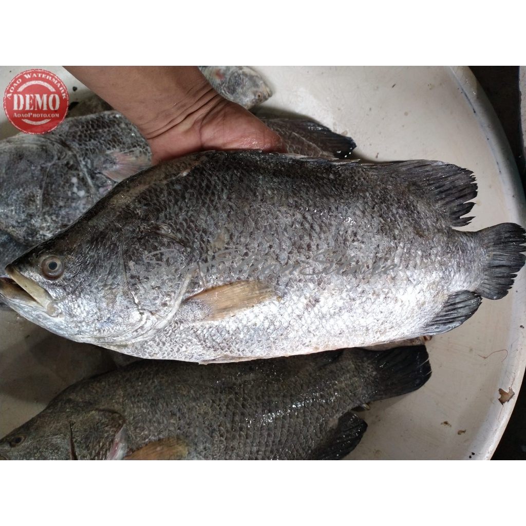 

Ikan Kakap Segar Kakap Hitam Batu