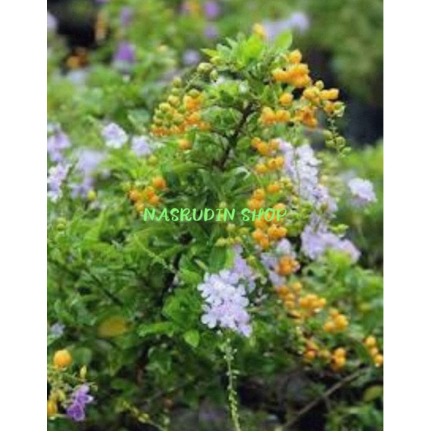 

[Fresh] BIBIT SINYO NAKAL DURANTA ERECTA BIBIT (STEK BATANG) SINYO NAKAL BUKAN TEH TEHAN