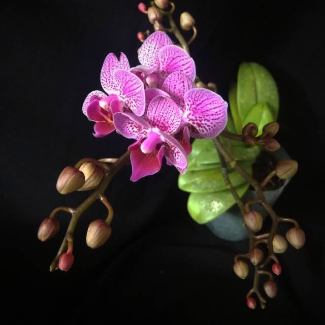 Anggrek bulan mini atau phalaenopsis hybrid berbunga atau knop