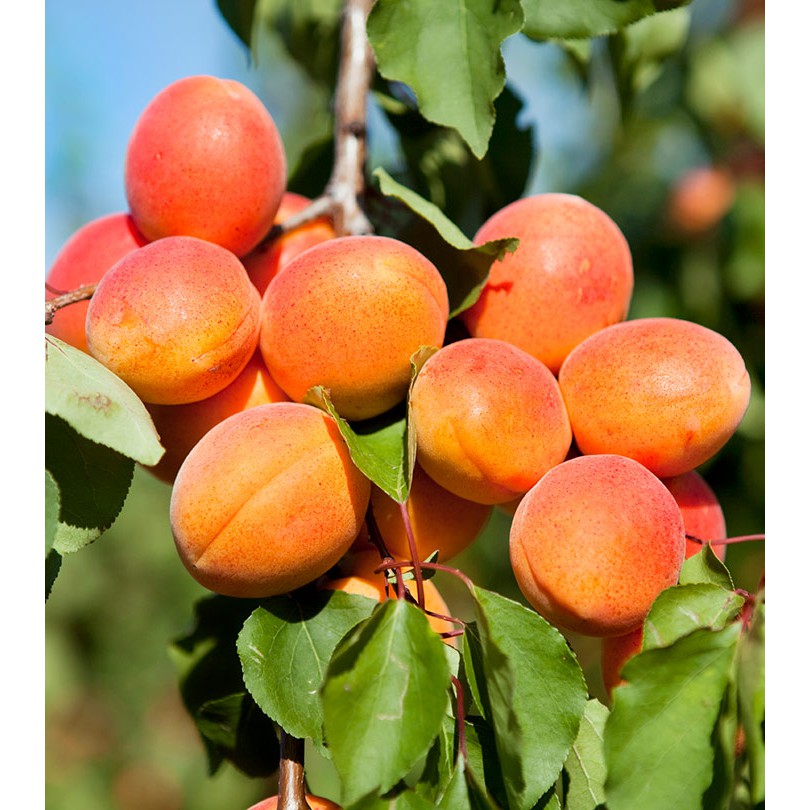 

Apricot