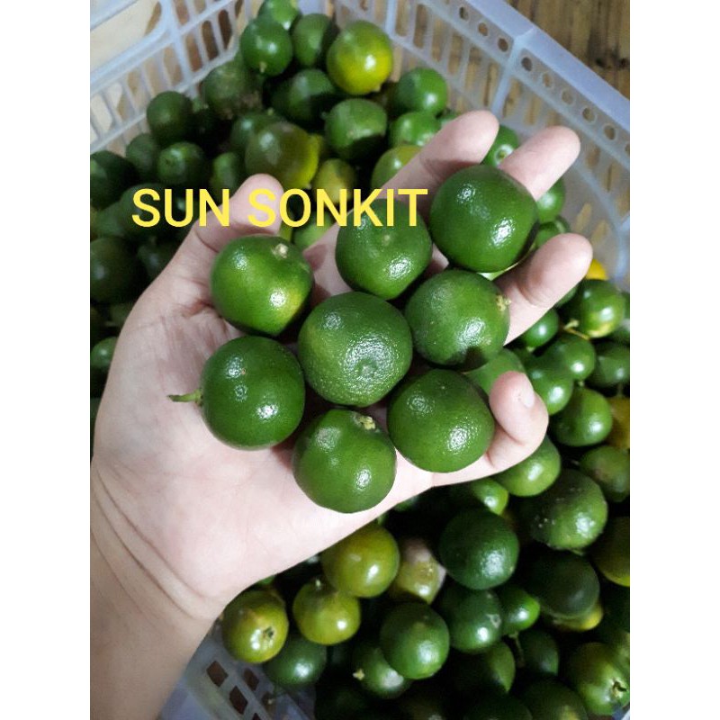 

sonkit segar murah bagus