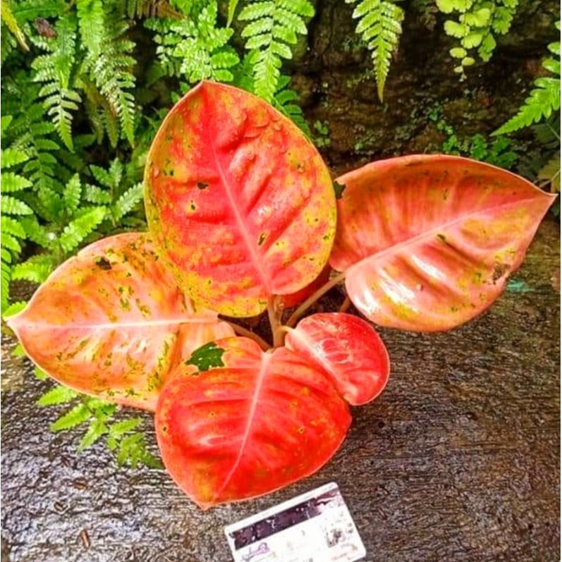 Aglaonema big roy mutasi / Aglonema big roy florist nursery/ Aglonema big roy (Tanaman hias aglaonem