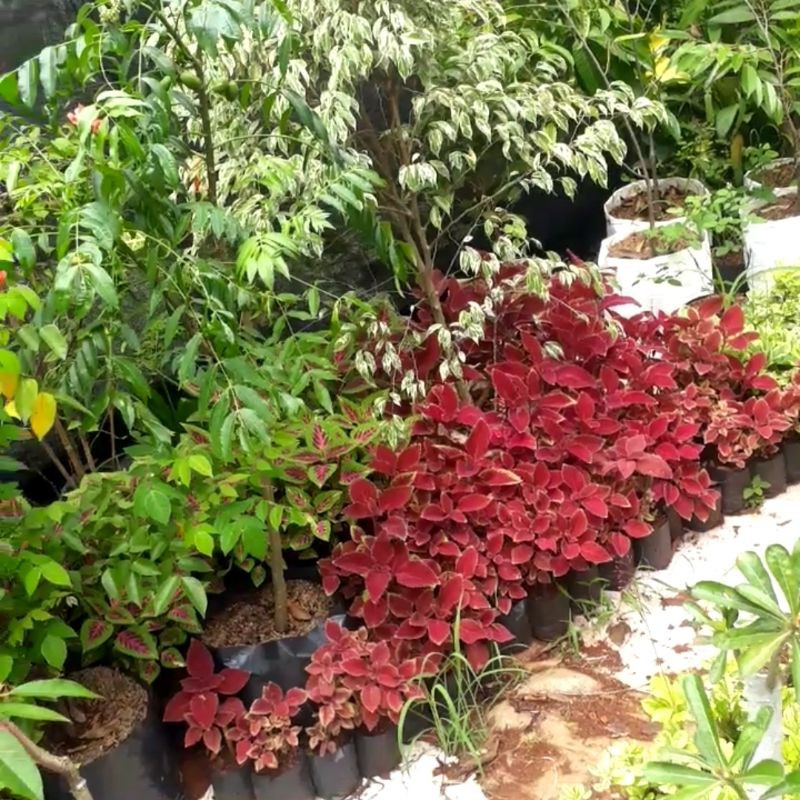 tanaman hias miana/bunga miana