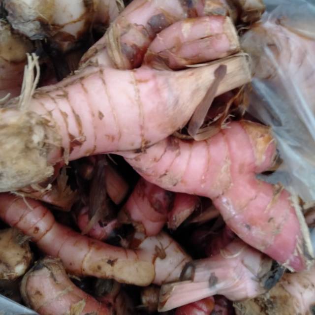 

Laos bumbu segar 1000gram~Lengkuas Kelawas Batang akar