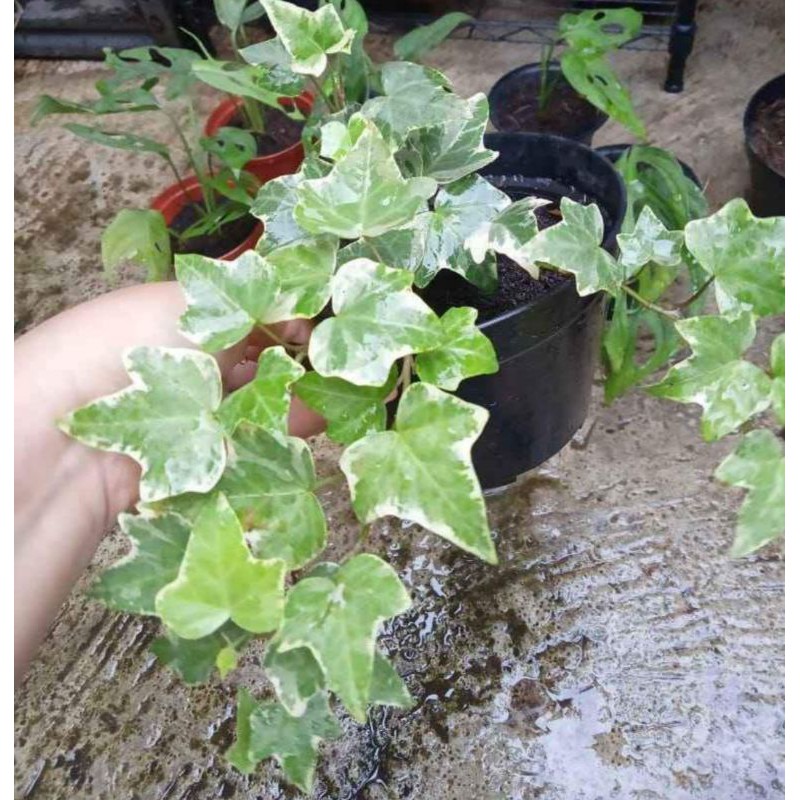 Tanaman hias ivy / tanaman gantung ivy / bunga ivy / ivy varigata