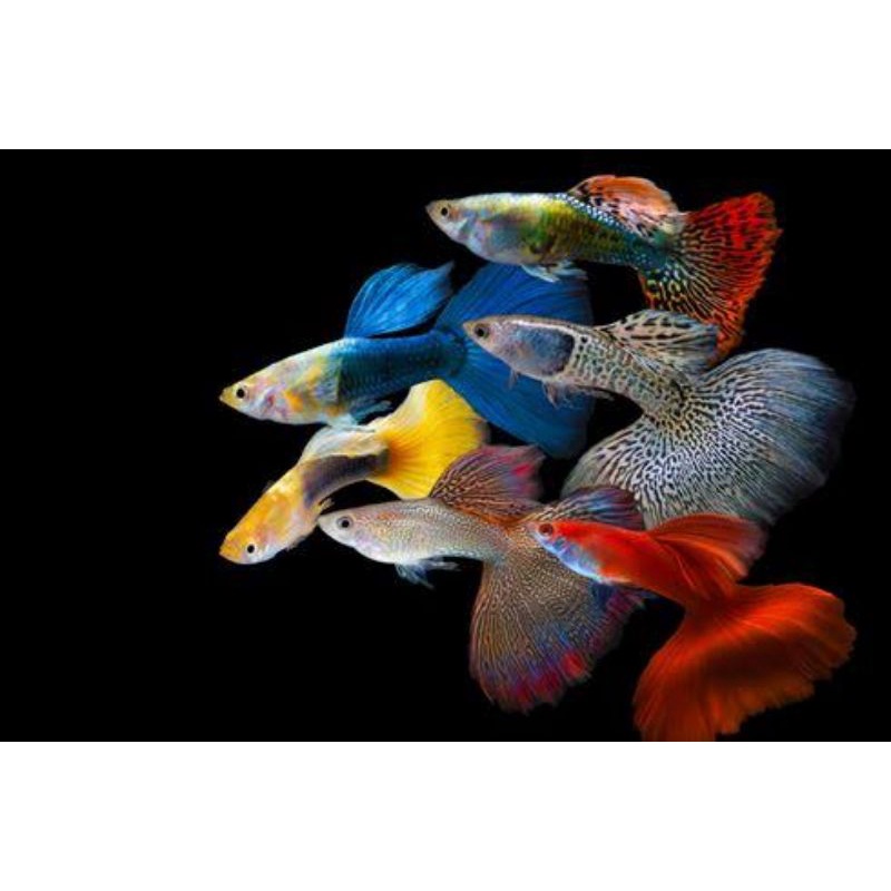 ikan hias guppy/paket guppy/paket murah
