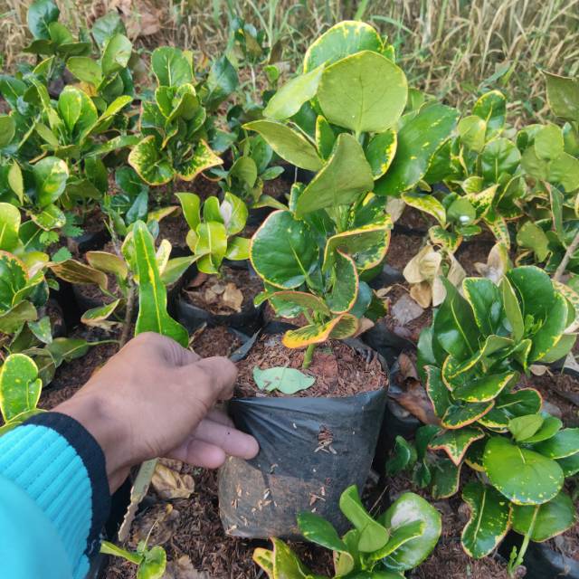 Tanaman puring kerupuk - pohon puring - bibit pohon puring - tanaman puring emping - puring emping