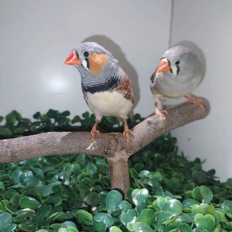 Link Burung Zebra Finch Sepasang Siap Ternak + Ongkir luar kota