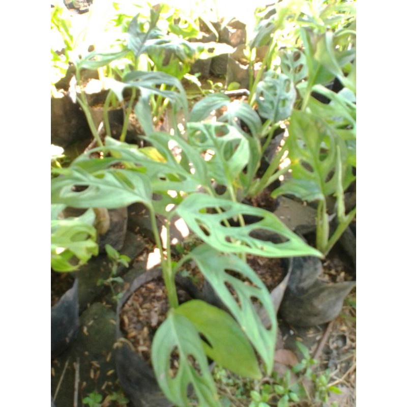 kembang janda bolong