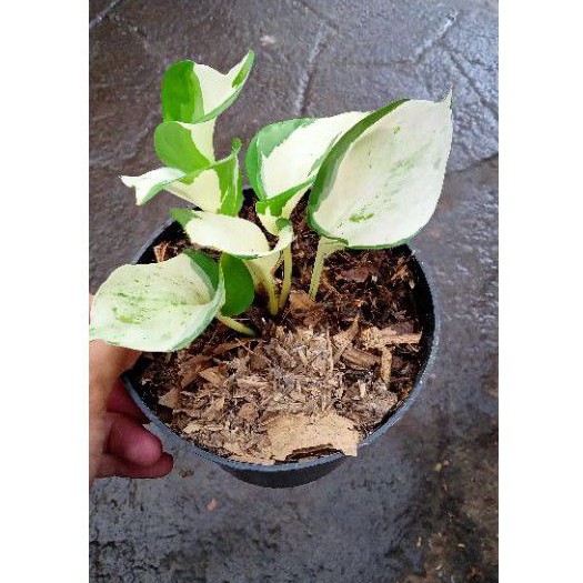 SRIGADING MANJULA / KEONG / PHILODENRON EPIPREMNUM MANJULA