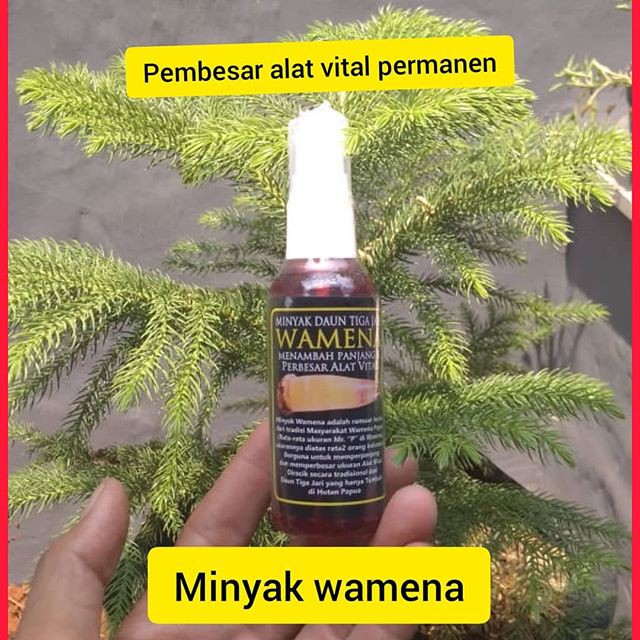 minyak daun 3 jari Wamena