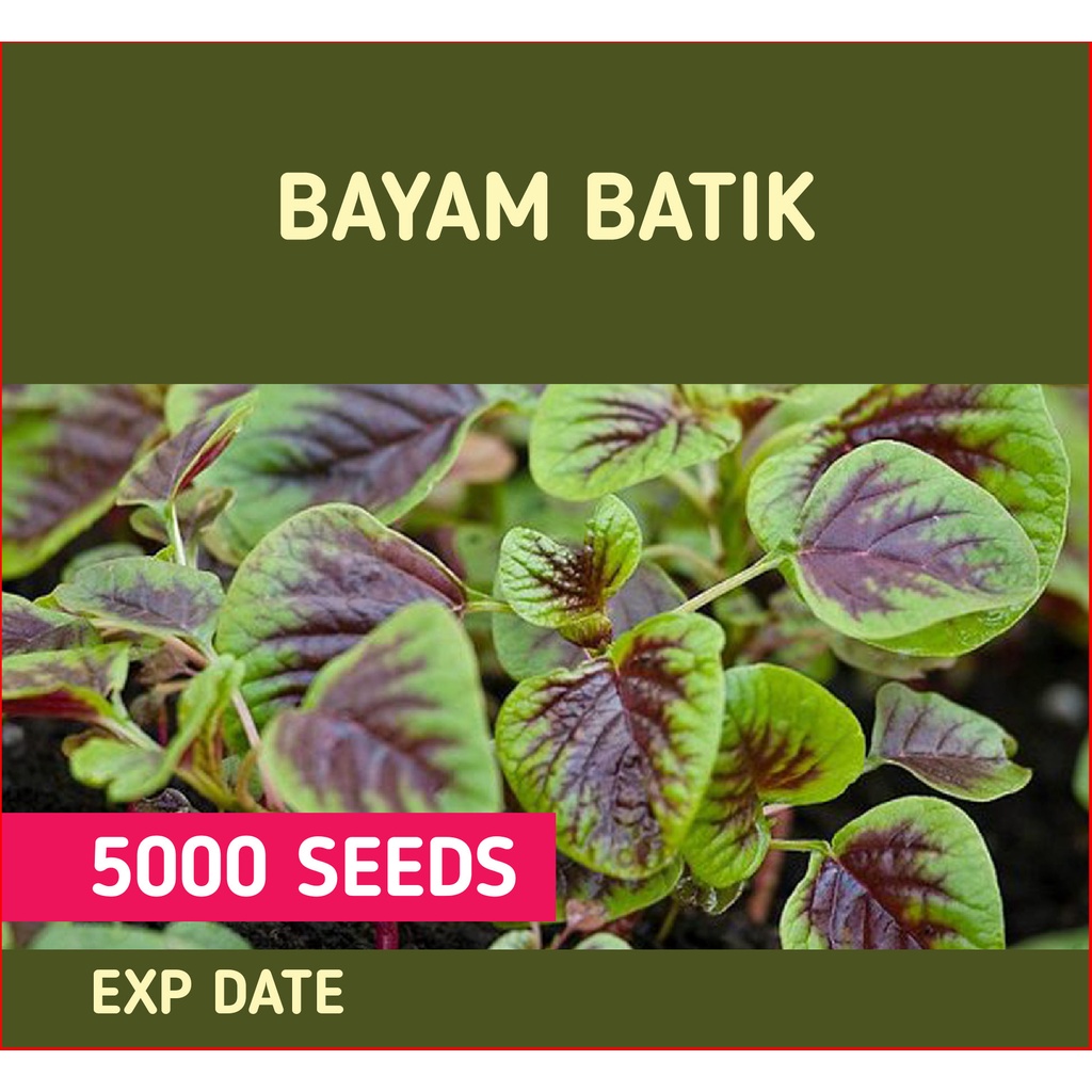 Repack Bayam Batik Seed