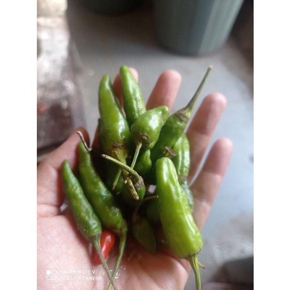 

Cabe rawit hijau 1 kg