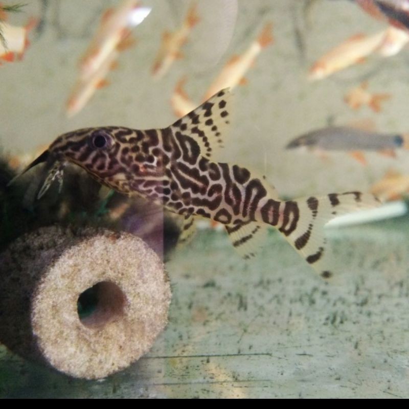 Ikan Hias Sapu Sapu Sinodontis Synodontis Aquarium Aquascape