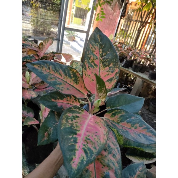 kochin paramuay induk