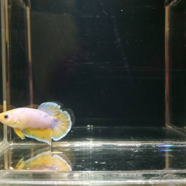 Betta cupang yellow male
