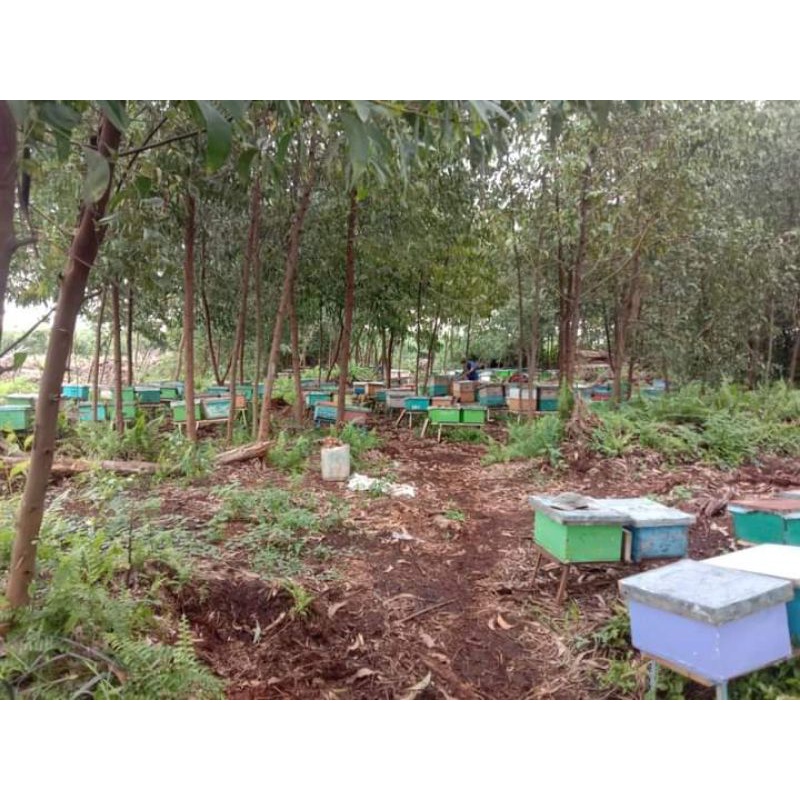 

madu 100% asli lebah ternakan kebun akasia Riau